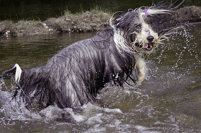 bláznivý pes v řece