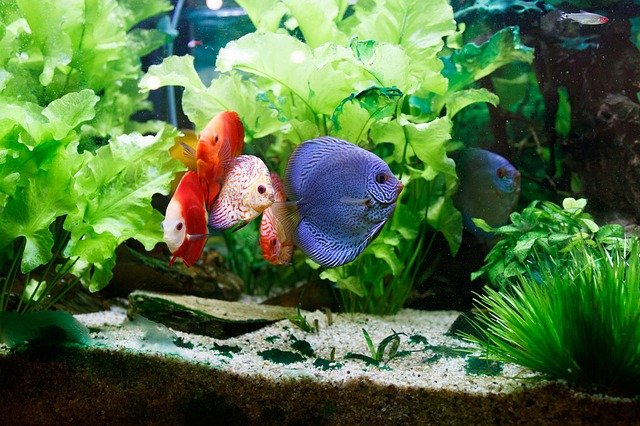 rybky v akváriu