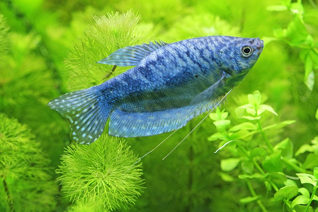 modrá rybka