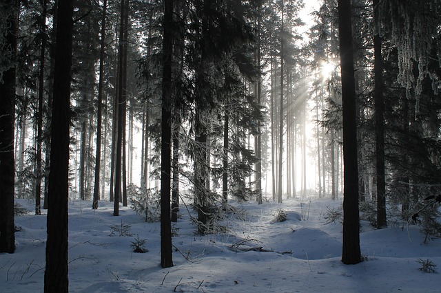 jehličnany, les v zimě.jpg